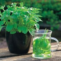 Lo aguanta todo y es fácil de cuidar: la planta que seguro tenés en tu jardín y esconde muchos beneficios para tu salud