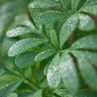 Con esta poderosa planta, el ritual que tenés que realizar para limpiar tu energía y dormir mejor