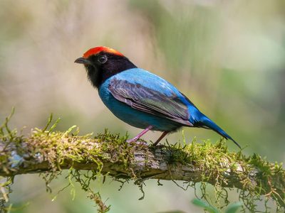 Curiosidades sobre el bailarín azul: el ave que enamora a su pareja a través de un hermoso baile