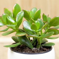 Plantas: así podés cuidar tu Árbol de Jade en otoño para que se mantenga sano y rozagante