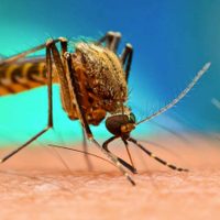 Como si con el coronavirus no bastara: llegó un nuevo tipo de dengue a la Argentina