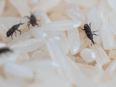 El trucazo para desinfectar todo si encuentras gorgojos en tu alacena y que no se convierta en una invasión de insectos