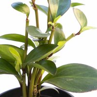 Conocé esta planta que es re linda para tener en casa, pero prestá atención a cómo cuidarla