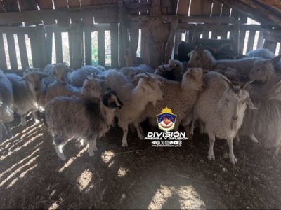 Recuperan varios animales que habían sido robados de un puesto