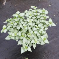Oro puro para tu jardín: la planta pequeña y perfecta para decorar que podés cultivar muy fácil en suelo o maceta