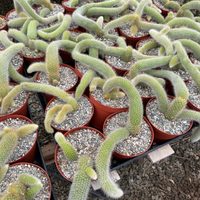 La planta con flores hermosas que crece sobre piedras y que en otoño e invierno casi no tenés que regar