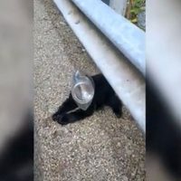 Oso con la cabeza atrapada dentro de una botella de plástico es rescatado por una mujer (video)