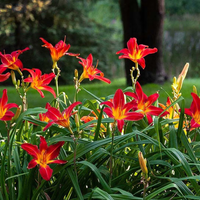 Conocé la planta increíblemente resistente para el verano que llenará tu jardín de flores y color