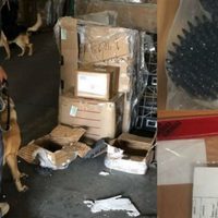 Aseguran en Chihuahua cartuchos de grueso calibre que tenían como destino Guadalajara