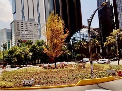 Ya está seco el ahuehuete de Reforma, aseguran en redes; esto dice el gobierno de la CDMX