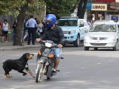 Un perro suelto provocó un accidente en Cutral Co y expuso el incumplimiento de las normas sobre tenencia responsable