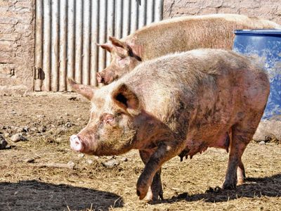 Alerta del Senasa a la población de Neuquén: avanza la triquinosis