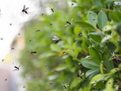 Fuera los mosquitos: la planta que crece en jardín o maceta y que los mantiene lejos de tu hogar