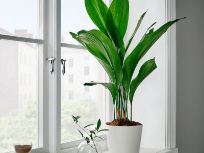 3 plantas de interior que toleran el frío del aire acondicionado
