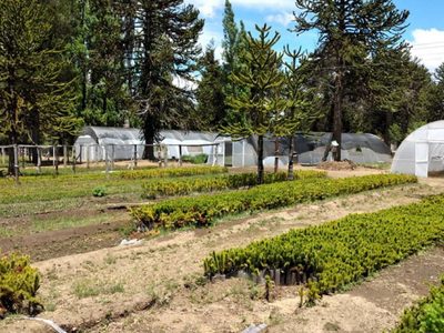 Jóvenes de Ruca Choroy visitaron el vivero provincial en Villa Pehuenia