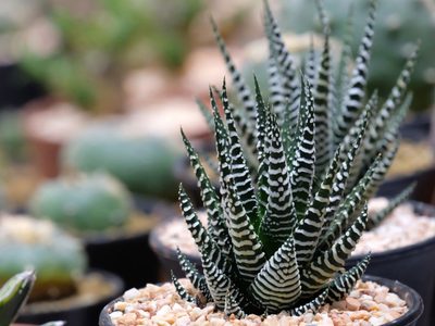 Plantas: seguí al pie de la letra estos cuidados para tener una suculenta Cebra súper sana y colorida
