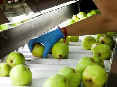 Se cancelaron todas las exportaciones de Alto Valle al mercado ruso