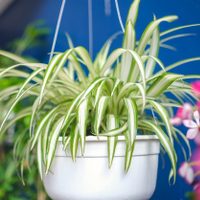 Las plantas que aguantan todo, incluso la ola de calor y son perfectas para aportar elegancia a tu casa