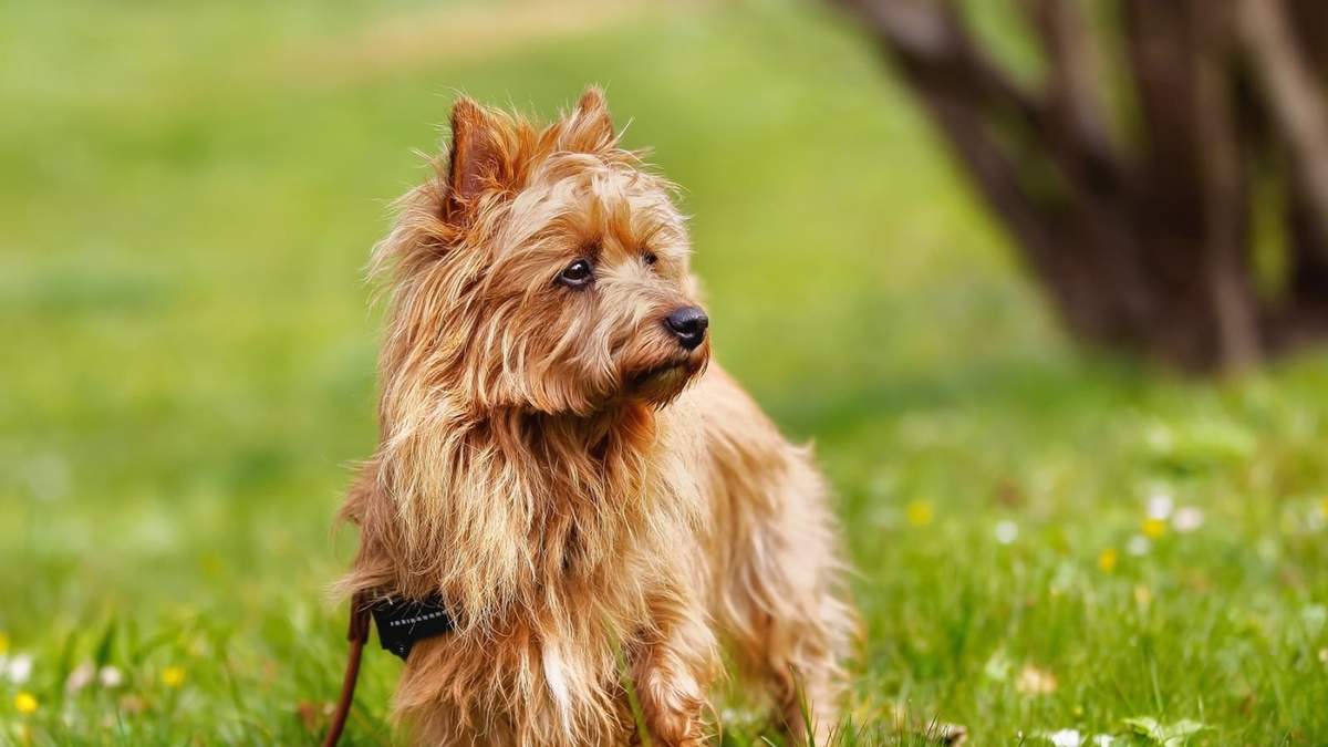 Silky terrier australiano. Fuente: (Instagram)
