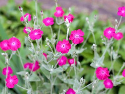 La planta con las flores más hermosas que se reproduce sin parar y se cuida sola