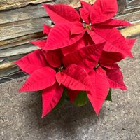 Llega la temporada de la flor más linda: así tenés que cuidar tu planta Estrella Federal esta Navidad
