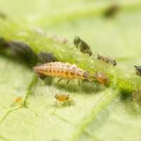 No lo ahuyentes: el único insecto que protege tu huerta en otoño de una forma poco convencional