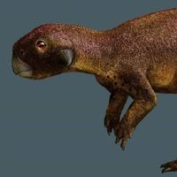 Descubrimiento en China: los dinosaurios también tenían una especie de ombligo