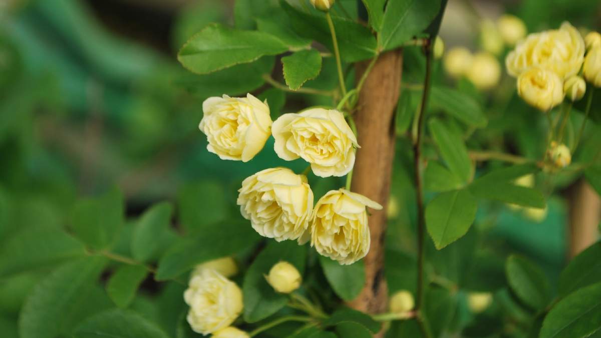 Rosa trepadora. Fuente: (Instagram)