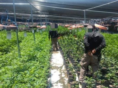 Desmantelan en Zapopan invernadero con casi 14 mil plantas de mariguana