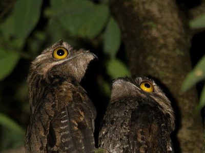 Curiosidades del Urutaú o “pájaro fantasma”, el ave que atemoriza a muchas personas, pero que es totalmente inofensiva