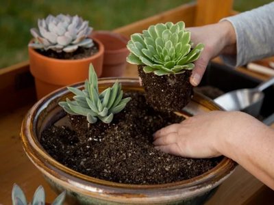 3 consejos para tener suculentas hermosas todo el año sin gastar un solo peso: tomá nota