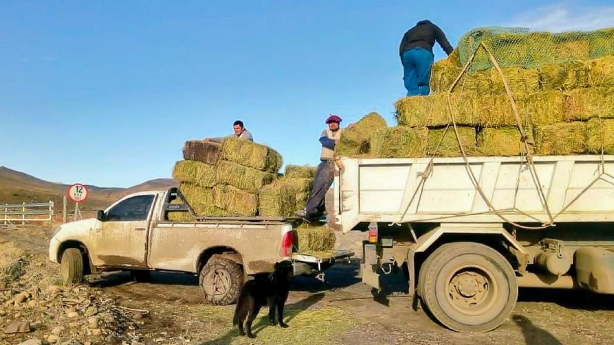Entrega de fardos de pasto a crianceros del territorio neuquino. Fuente: (Twitter).
