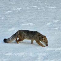 El Parque Nacional Nahuel Huapi advierte por la presencia de fauna silvestre en rutas y caminos