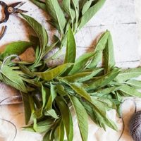 La planta que es un tesoro: por qué es considerada un remedio efectivo para evitar la caída del cabello