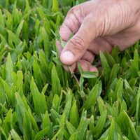 Lo que ocultan los jardineros: el trucazo para mantener el césped de tu jardín sano y verde todo el año