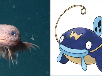 Descubren una nueva especie de pez y sorprende por su parecido a un Pokémon