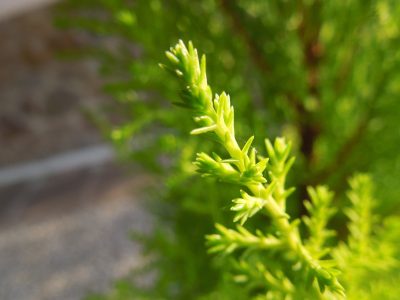 Tomá nota: el secreto para cuidar una de las plantas más difíciles que muchos jardineros no comparten