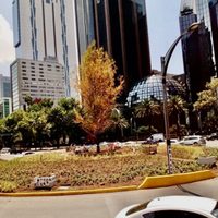 Ya está seco el ahuehuete de Reforma, aseguran en redes; esto dice el gobierno de la CDMX