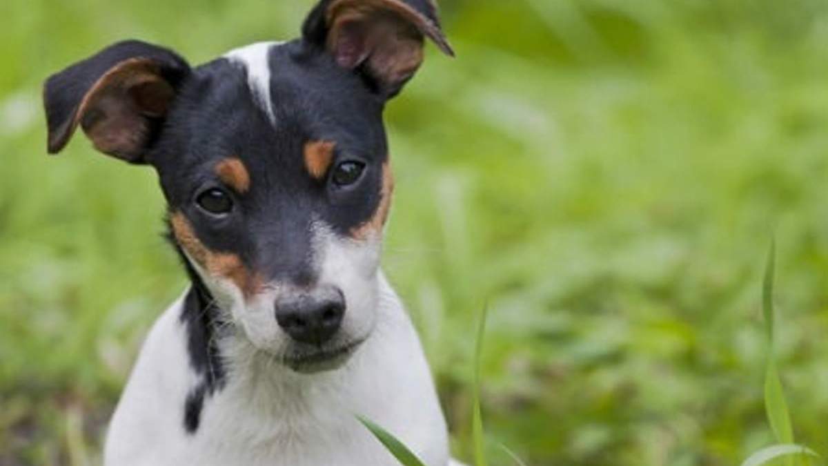Perro bodeguero, patrimonio de la Humanidad. Fuente: (Twitter)