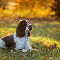 Curiosidades del cocker spaniel, el perro tierno que, a veces, se pone furioso