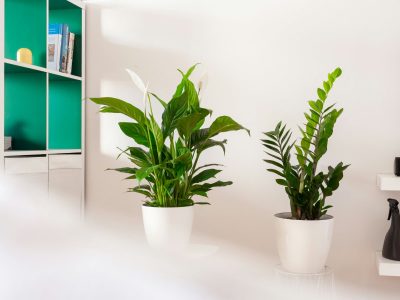 Las plantas que aguantan todo, necesitan pocos cuidados y son tendencia en decoración