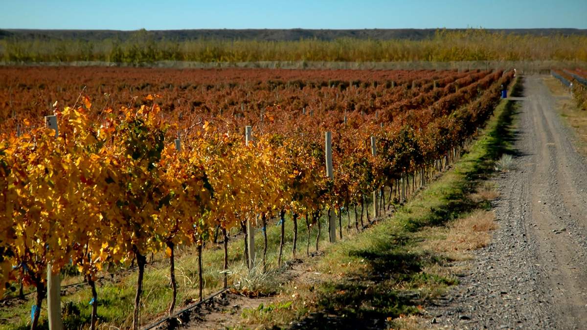 Viñedo ubicado en San Patricio del Chañar. Fuente: (Twitter)