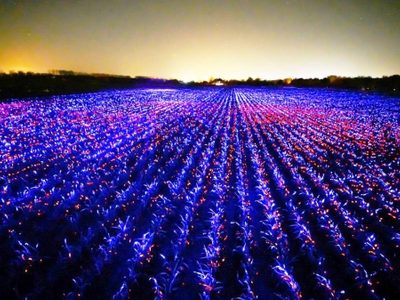 Arte, luz y ecología: mágica combinación fotobiológica en una campo de puerros