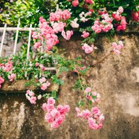 Plantas: así debés cuidar tus rosas trepadoras para que se mantengan hermosas toda la primavera
