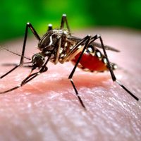 Se registraron más de 32.000 casos de dengue en Argentina en menos de un año