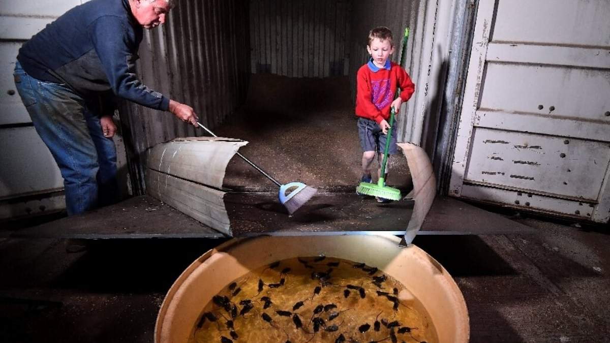 Granjeros de Australia enfrentan una plaga de ratas