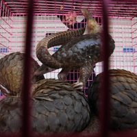 La gastronomía milenaria, víctima del coronavirus