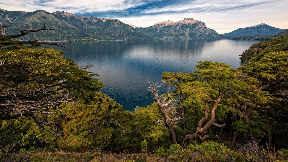 Araucarias en el Parque Nacional Lanín. Fuente: (Twitter)