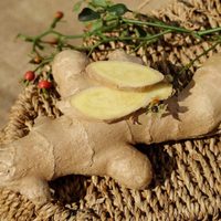Lo que callan los jardineros: el truco para cultivar tu propia planta de Jengibre en casa sin semillas