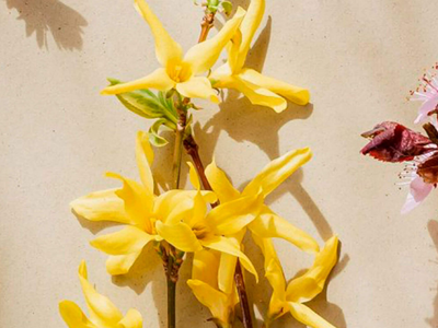Con solo toallitas desmaquillantes y sin gastar fortuna: creá este aromatizador para tu hogar con todo el estilo